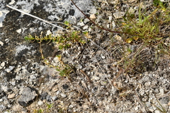 Oligosoma