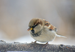 Passer domesticus