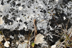 Oligosoma