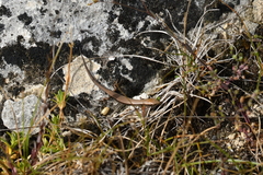 Oligosoma