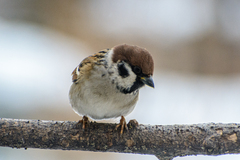 Passer montanus