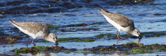 Calidris ferruginea