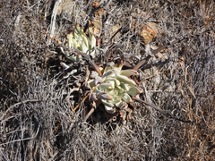 Dudleya