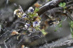 Carmichaelia australis