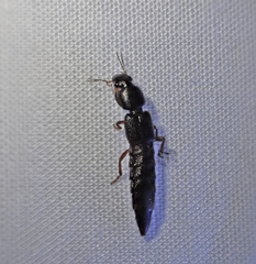 Pinophilus