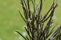 Carmichaelia australis