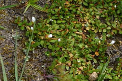 Epilobium komarovianum