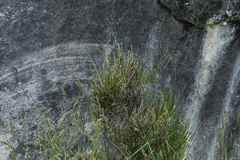 Carmichaelia australis