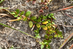 Epilobium komarovianum