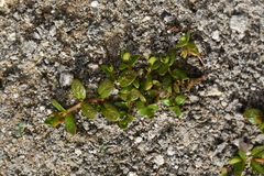 Epilobium komarovianum