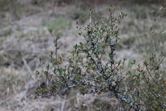Rhododendron noriakianum