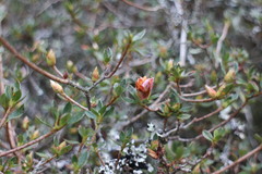 Rhododendron noriakianum