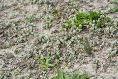 Pseudognaphalium ephemerum