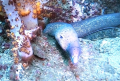 Gymnothorax griseus