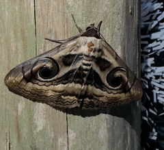 Spirama