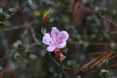 Rhododendron noriakianum