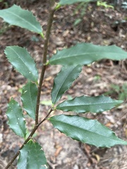 Prunus spinulosa