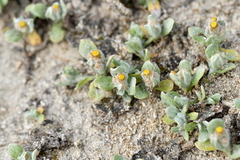 Pseudognaphalium ephemerum