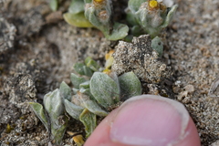 Pseudognaphalium ephemerum