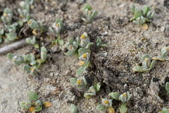 Pseudognaphalium ephemerum