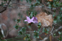 Rhododendron noriakianum