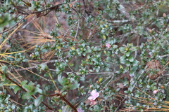 Rhododendron noriakianum