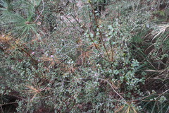 Rhododendron noriakianum