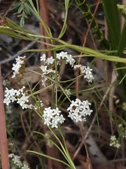 Platysace heterophylla