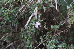 Rhododendron noriakianum