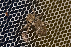 Prosoplus bakewellii