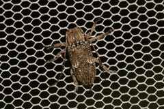 Prosoplus bakewellii