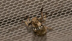 Prosoplus bakewellii