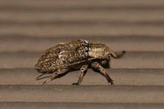 Prosoplus bakewellii