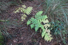 Diplazium viridissimum