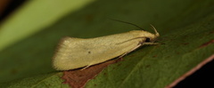 Philobota protecta