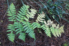 Diplazium viridissimum