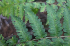 Diplazium viridissimum