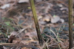 Diplazium viridissimum