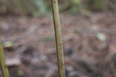 Diplazium viridissimum