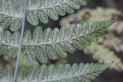 Diplazium viridissimum