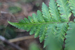 Diplazium viridissimum