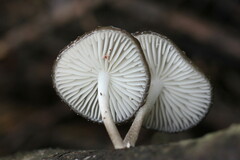 Oudemansiella