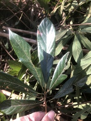 Actinodaphne mushaensis