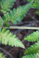 Diplazium viridissimum