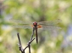 Tramea basilaris