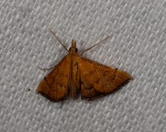 Metasia dicealis