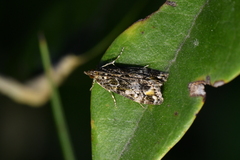 Eudonia minualis