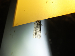 Acronicta