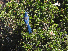 Aphelocoma insularis