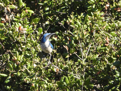 Aphelocoma insularis